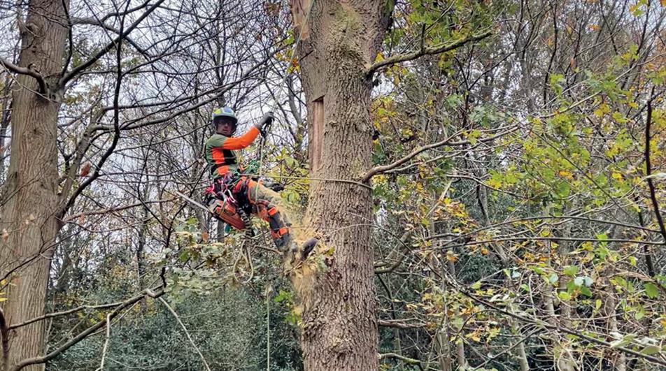 Arborist working up a tree at Winkworth Arboretum - credit all images: Kirstin Alexander